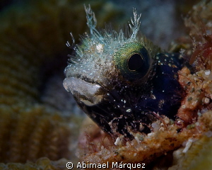 Blenny by Abimael Márquez 